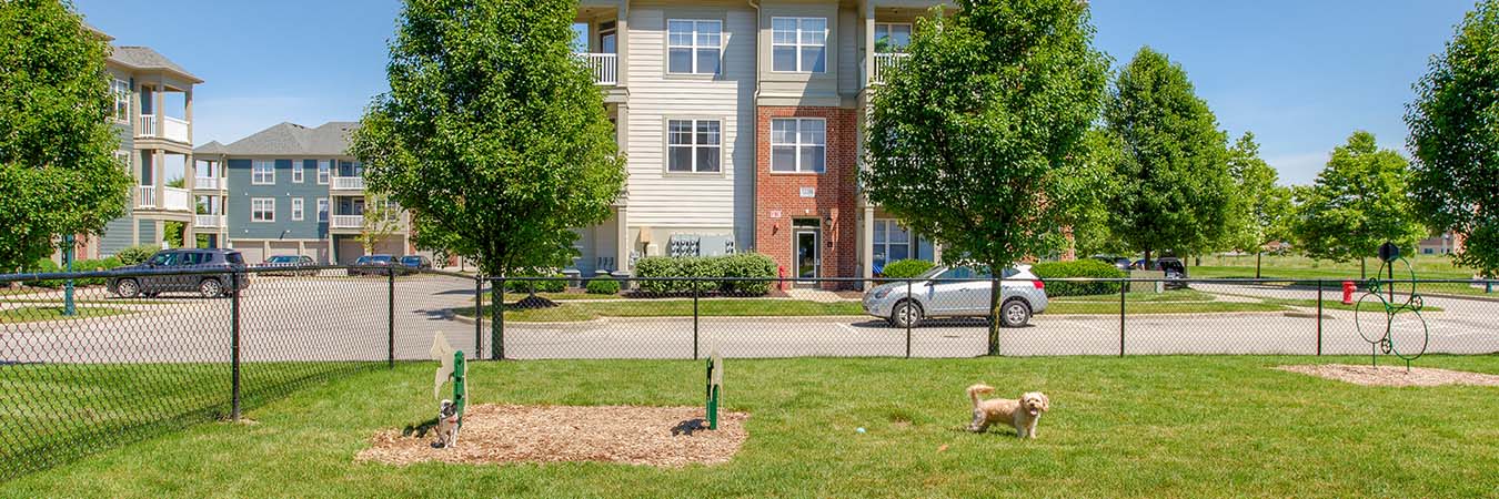 Dog in large fenced-in apartment dog park